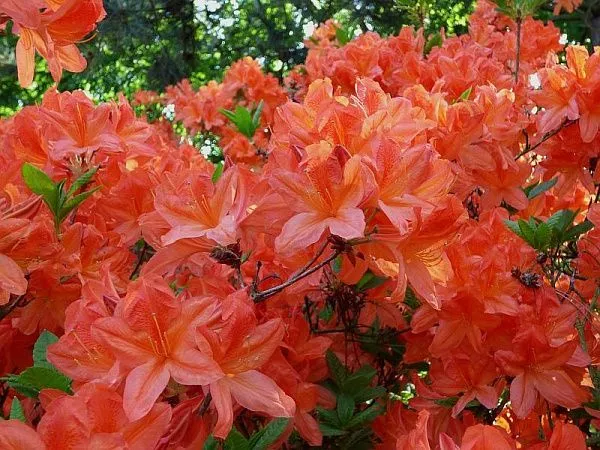 Рододендрон Костерс Бриллиант Ред лепестки