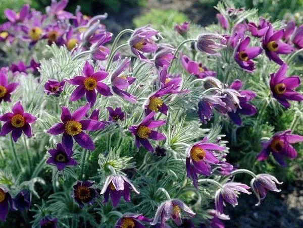 Прострел обыкновенный "Violet" (Виолет)