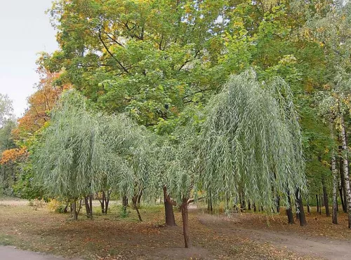 Ива белая плакучая