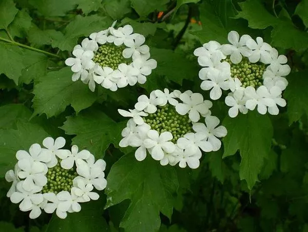 Калина обыкновенная / Viburnum opulus