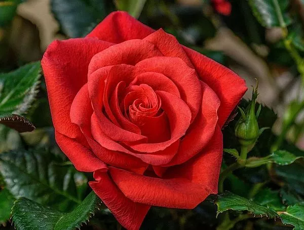 Роза "Red Rose" (Ред Роз)