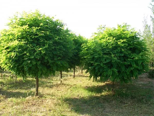 Робиния лжеакация Umbraculifera (Умбракулифера)