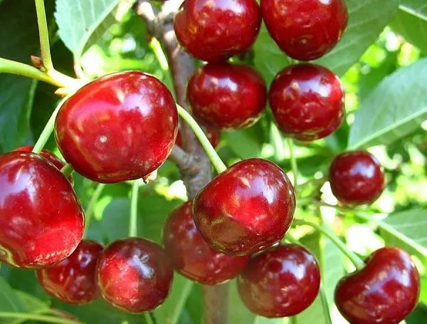 Вишня "Сабина" (Част. самоплодная)