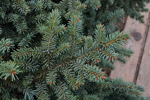 Ель колючая Tomschke (Томшке) Макро