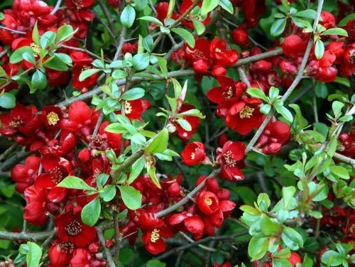 Айва великолепная "Crimson and Gold" (Кримсон энд Голд)