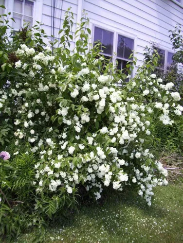 Чубушник Лемуана "Bouquet Blanc" (Букет Бланк)