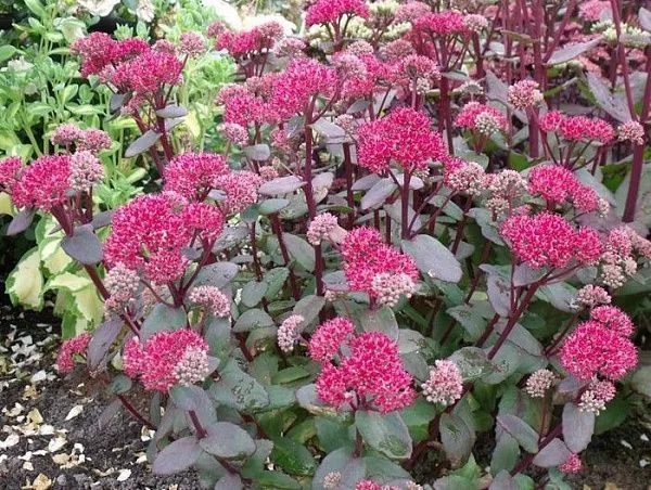 Очиток гибридный "Red Cauli" (Ред Каули)
