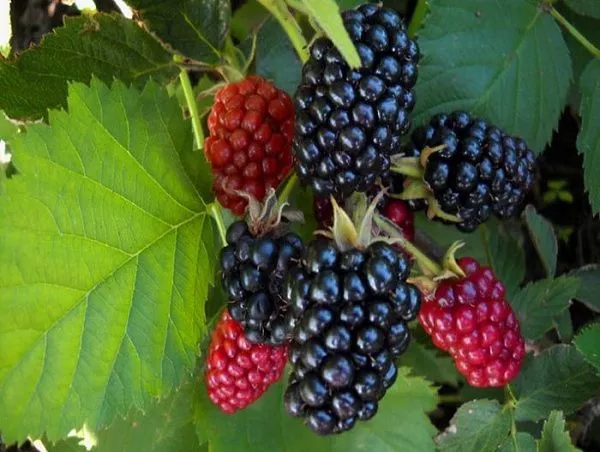 Ежевика сизая "Darrow" (Дарроу)