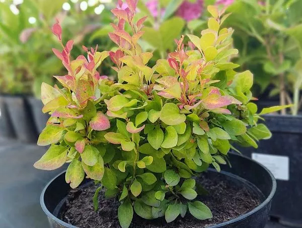 Барбарис тунберга Limoncello (Лимончелло) в контейнере