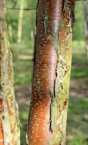 Береза Бумажная / Betula papyrifera