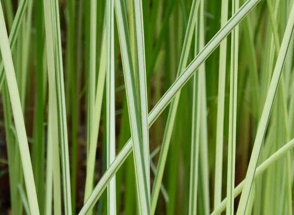 Камыш озерный Albescens фото