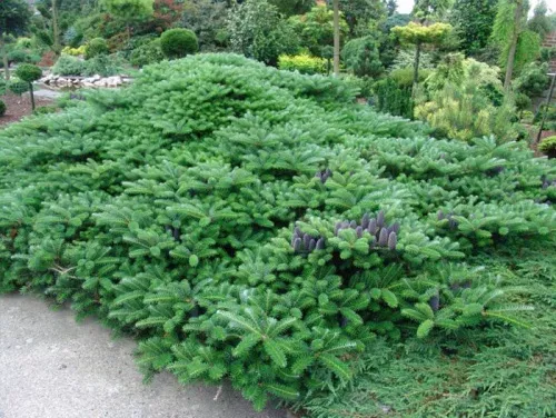 Пихта корейская "Green Carpet" (Грин карпет)