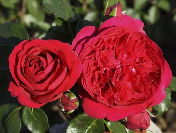 Роза шраб "Eric Tabarly" (Эрик Таберли) / "Red Eden Rose" (Рэд Эден Роуз) (Малиновая)