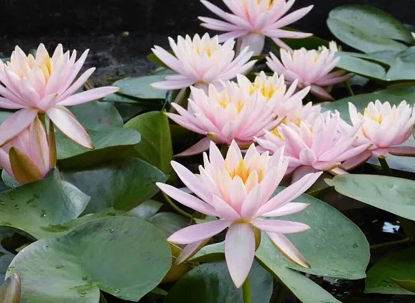 Нимфея (кувшинка) Marliacea Rosea Марлиака Розеа