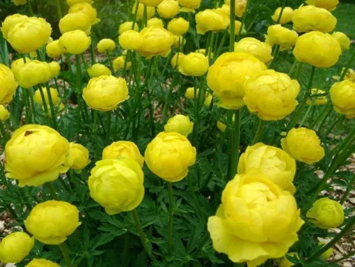 Купальница гибридная "Lemon Queen" (Лемон Квин)