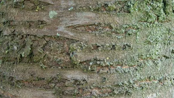 Вишня короткощетинистая «Pendula Plena Rosea» кора