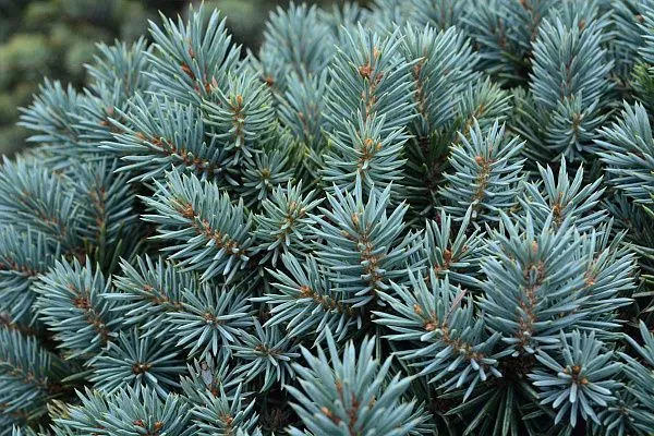 Ель колючая Pali (Пали) Хвоя