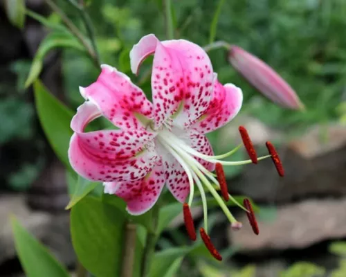 Лилия "Spec.Var. Rubrum Uchida" (Спец.вид. Рубрум Учида)