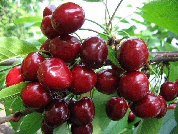 Черешня "Сюбаровская" (Ранний)