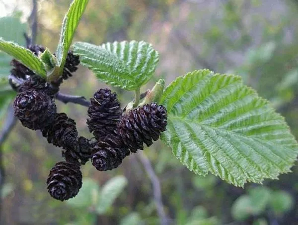 Ольха черная / Alnus glutinosa