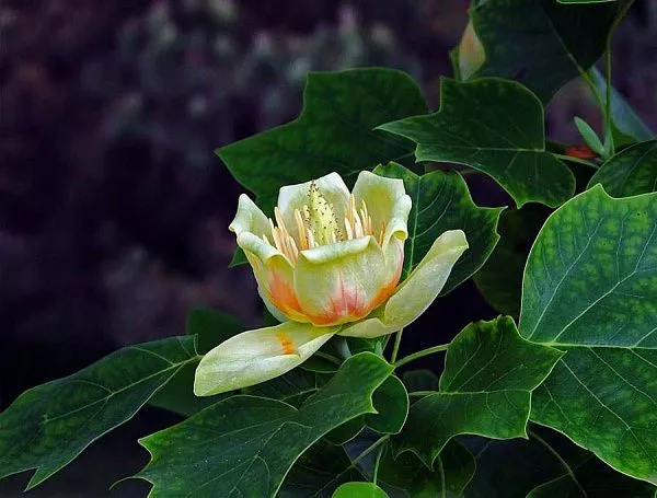 Лириодендрон liriodendron (тюльпанное дерево) фото