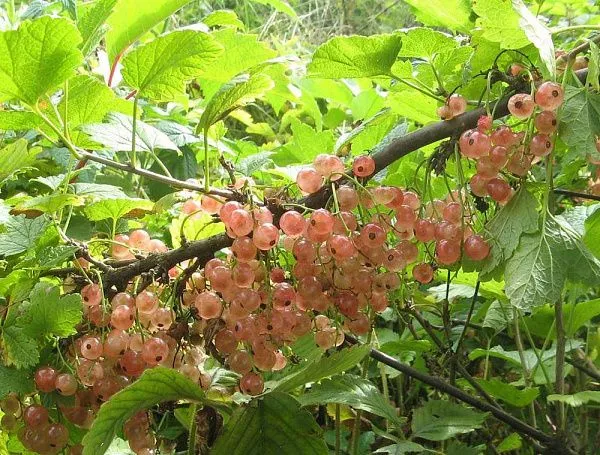 Смородина красная Голландская розовая купить
