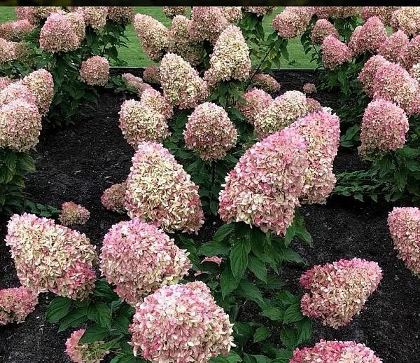Гортензия метельчатая Cotton Cream (Коттон крем) соцветия окрашиваются
