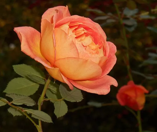 Роза парковая "Lady of Shalott" (Леди оф Шалотт)