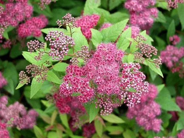 Спирея японская "Froebelii" (Фробели)