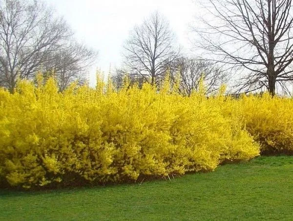 Форзиция промежуточная "Spectabilis" (Спектабилис)