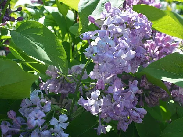 сирень обыкновенная Lavander Lady (Лавендер Леди) в цвету