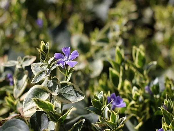 Барвинок большой "Variegata" (Вариегата)