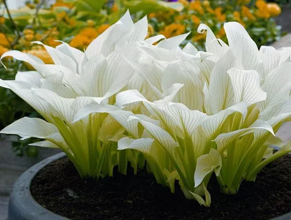 Хоста гибридная White Feather (Вайт Февер)