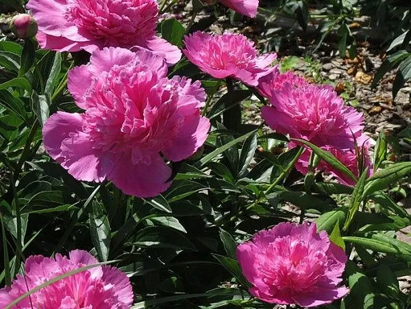 Пион лекарственный "Bouquet Perfect" (Букет Перфект)