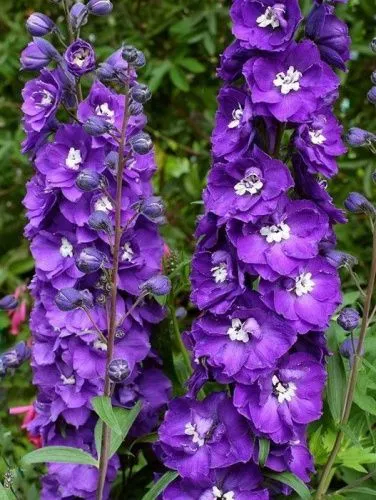 Дельфиниум гибридный "Purple Passion" (Перпл Пэшшн)