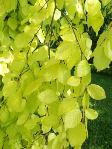 Бук лесной "Аурея" (Fagus sylvatica “Aurea”)