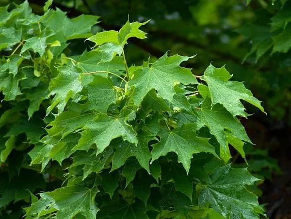 Клен остролистный / Acer platanoides