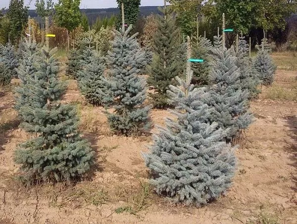Ель колючая "Glauca Arbor" (Глаука Арбор)