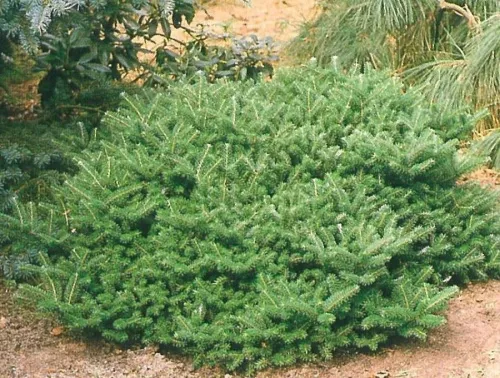 Пихта корейская "Compact Dwarf" (Компакт Дварф)