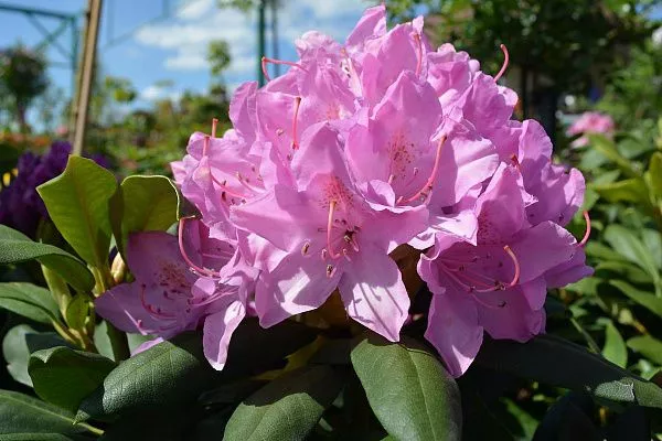 Рододендрон гибридный Roseum Elegans (Розеум Элеганс)  (4)