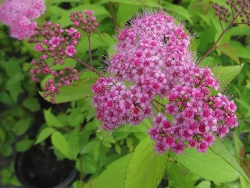 Спирея японская "Macrophylla" (Макрофилла)