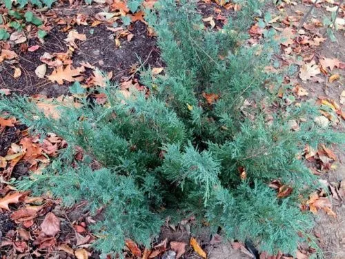 Можжевельник Пфитцера "Pfitzeriana Glauca" (Пфитцериана Глаука)