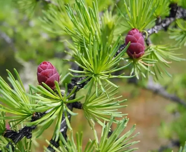 Лиственница европейская "Larix Decidua" (Ларикс Десиду) бонсай 027