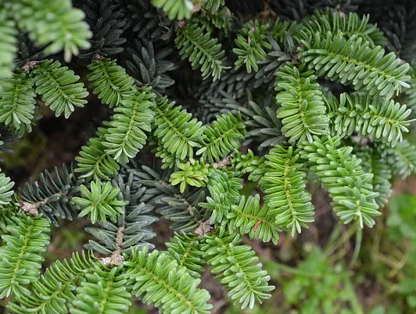 Пихта бальзамическая Киви (Abies balsamea Kiwi) старая и молодая хвоя