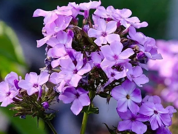 Флокс метельчатый "Flame Violet Charm" (Флейм Вайолет Шарм)