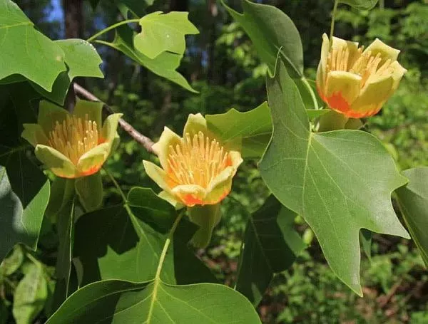 Лириодендрон liriodendron (тюльпанное дерево) цветы