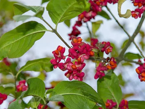 Бересклет европейский в конце лета