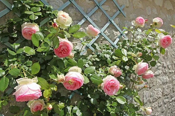 Роза плетистая "Pierre de Ronsard" (Пьер де Ронсар)