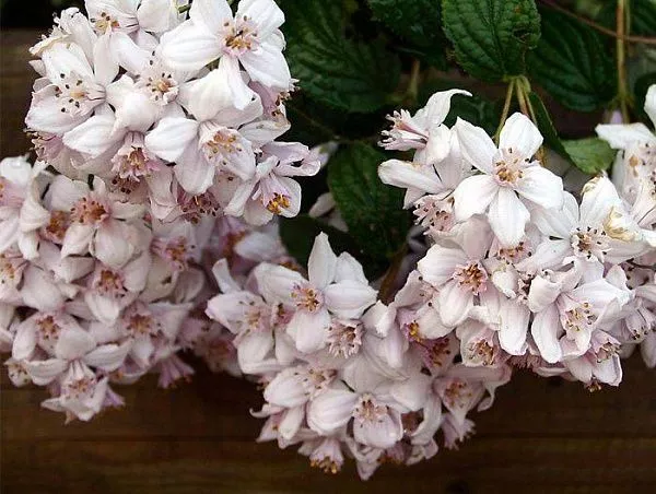 Дейция гибридная "Mont Rose" (Монт Розе)