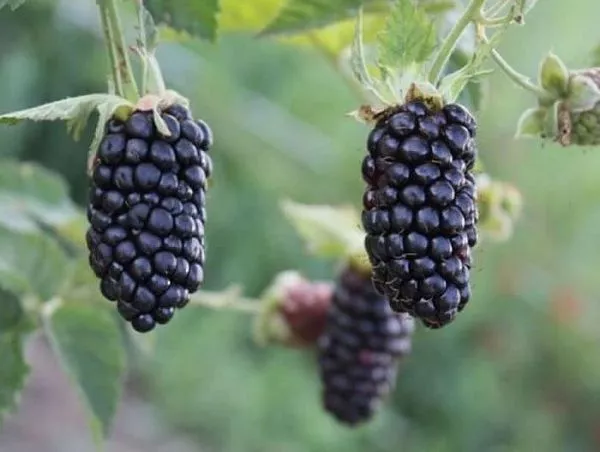 Ежевика кустистая "Black Butte" (Блэк Бат)